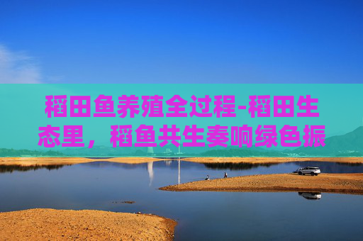 稻田鱼养殖全过程-稻田生态里，稻鱼共生奏响绿色振兴的和谐乐章